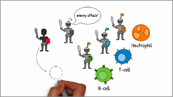 How does our immune<br>system work?